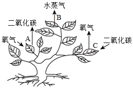 菁優(yōu)網(wǎng)