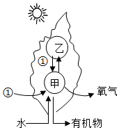 菁優(yōu)網(wǎng)