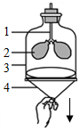 菁優(yōu)網(wǎng)