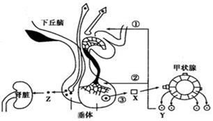 菁優(yōu)網(wǎng)