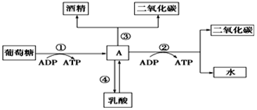 菁優(yōu)網(wǎng)