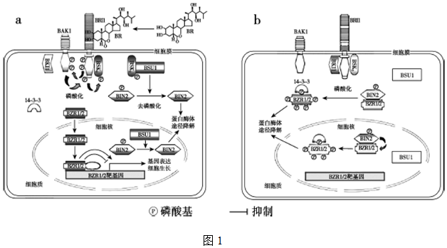 菁優(yōu)網