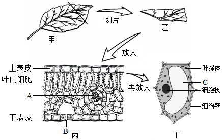 菁優(yōu)網(wǎng)