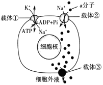 菁優(yōu)網(wǎng)