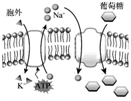 菁優(yōu)網(wǎng)