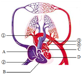 菁優(yōu)網(wǎng)