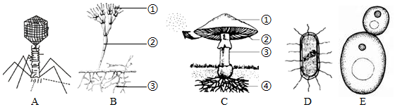 菁優(yōu)網