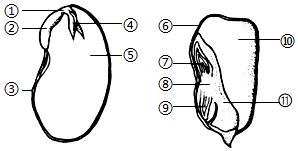 菁優(yōu)網(wǎng)