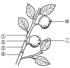 菁優(yōu)網(wǎng)