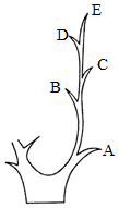 菁優(yōu)網(wǎng)