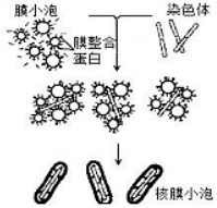 菁優(yōu)網