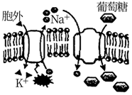 菁優(yōu)網(wǎng)