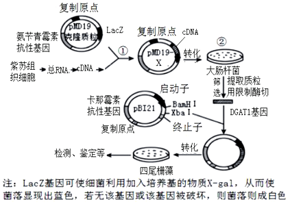 菁優(yōu)網