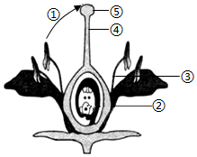 菁優(yōu)網(wǎng)