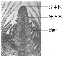 菁優(yōu)網