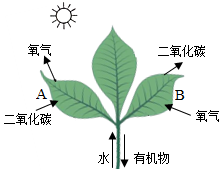 菁優(yōu)網(wǎng)