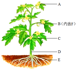 菁優(yōu)網(wǎng)