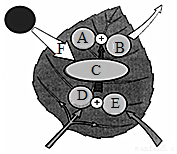 菁優(yōu)網(wǎng)