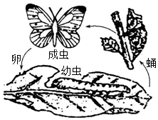 菁優(yōu)網(wǎng)