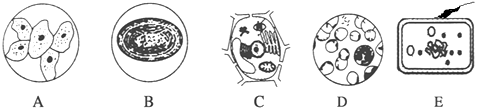 菁優(yōu)網