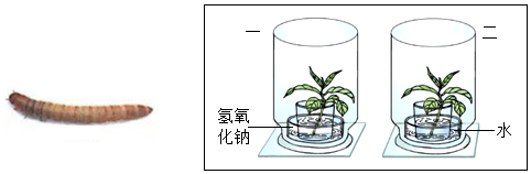 菁優(yōu)網(wǎng)