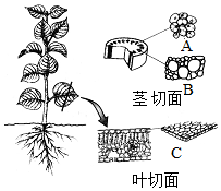 菁優(yōu)網(wǎng)