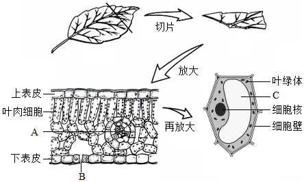 菁優(yōu)網(wǎng)