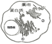 菁優(yōu)網(wǎng)