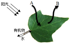 菁優(yōu)網(wǎng)