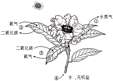 菁優(yōu)網(wǎng)