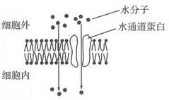 菁優(yōu)網