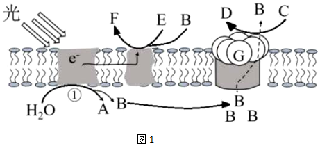 菁優(yōu)網(wǎng)