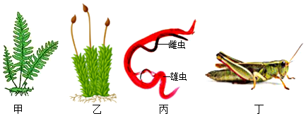 菁優(yōu)網(wǎng)