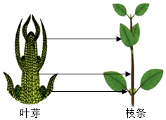 菁優(yōu)網(wǎng)