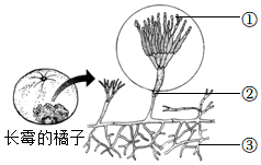 菁優(yōu)網