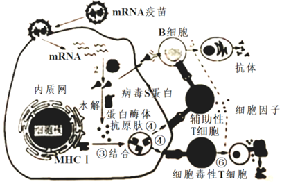 菁優(yōu)網