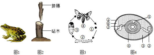 菁優(yōu)網