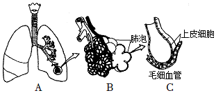 菁優(yōu)網(wǎng)