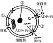 菁優(yōu)網(wǎng)