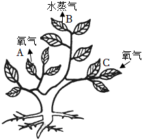 菁優(yōu)網(wǎng)