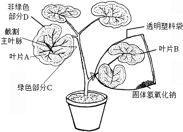 菁優(yōu)網(wǎng)