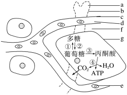 菁優(yōu)網(wǎng)