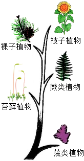 菁優(yōu)網(wǎng)