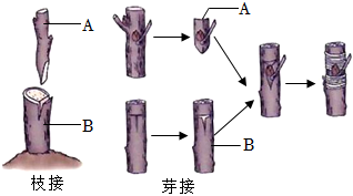 菁優(yōu)網