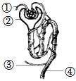 菁優(yōu)網(wǎng)