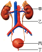 菁優(yōu)網(wǎng)