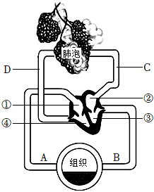 菁優(yōu)網(wǎng)