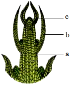 菁優(yōu)網(wǎng)