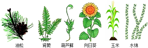 菁優(yōu)網