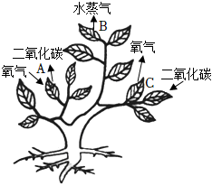 菁優(yōu)網(wǎng)